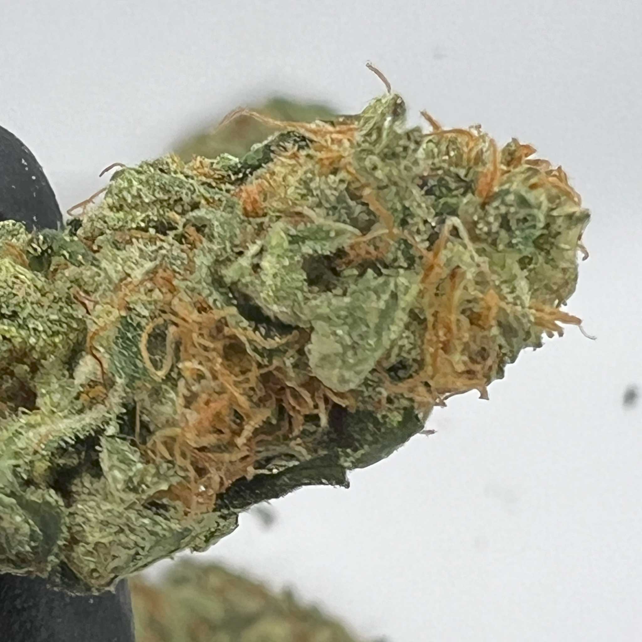 Big Bear Piney OG | Top-Shelf Cannabis Strain