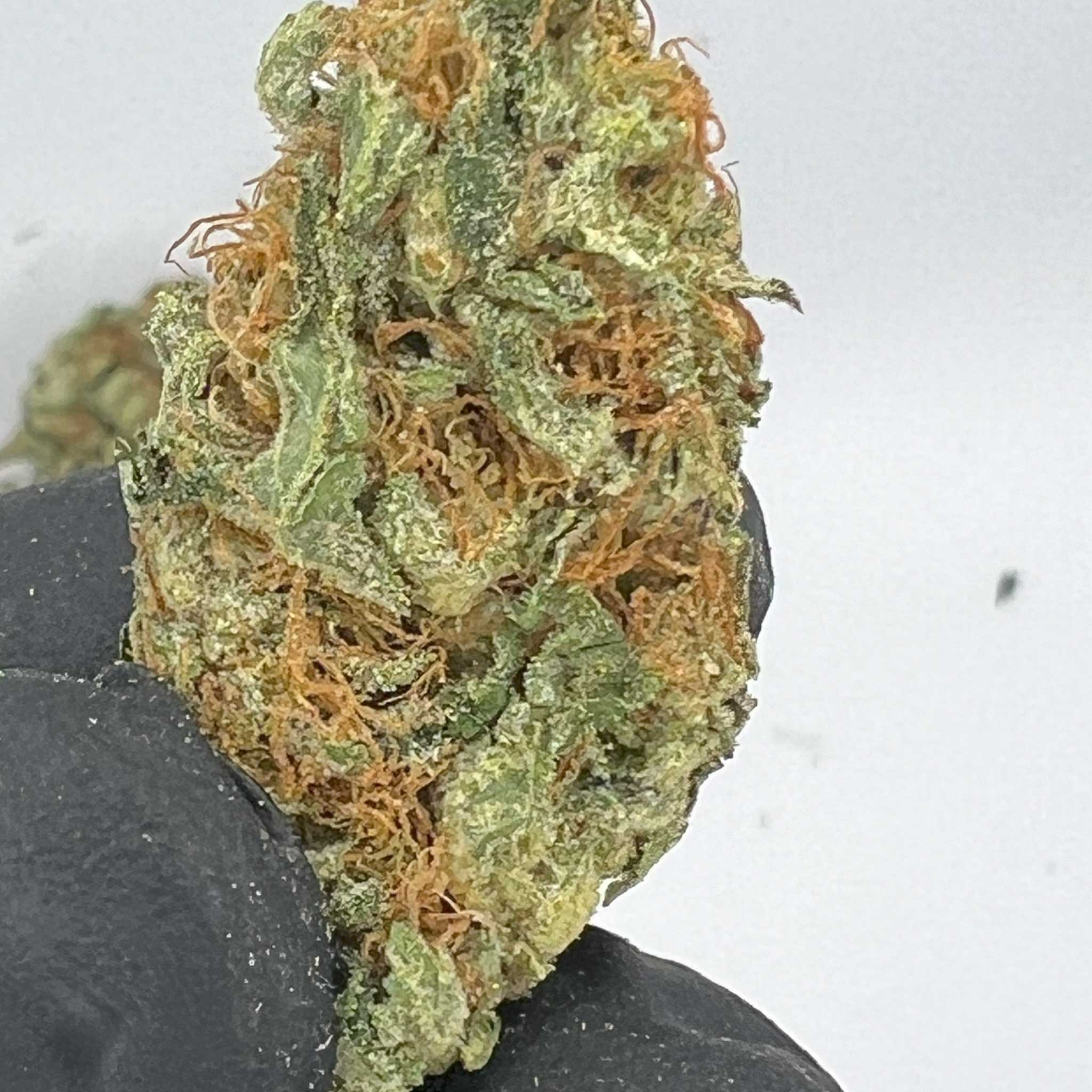 Big Bear Piney OG | Top-Shelf Cannabis Strain