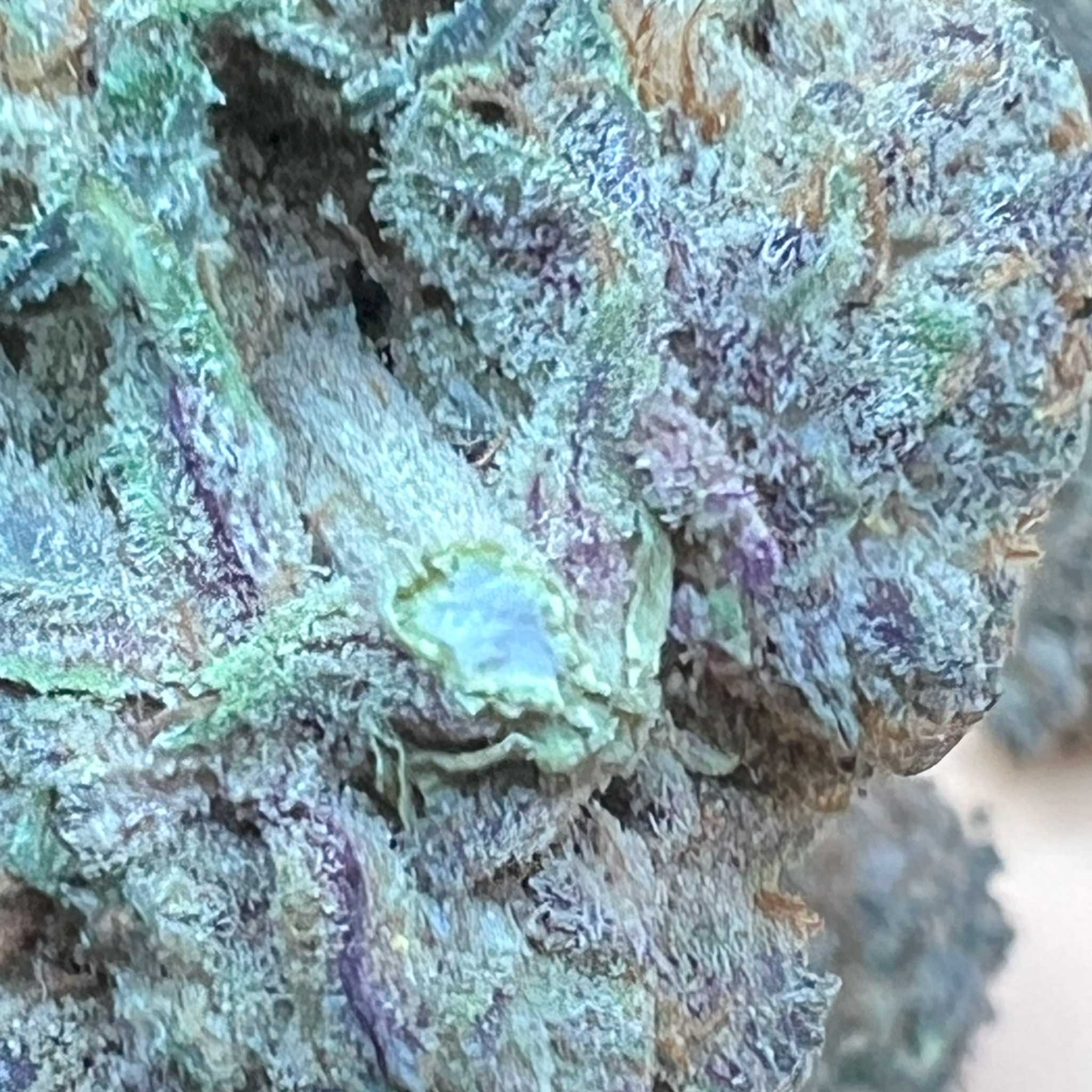 Purple Truffles – Rare Luxury Cannabis