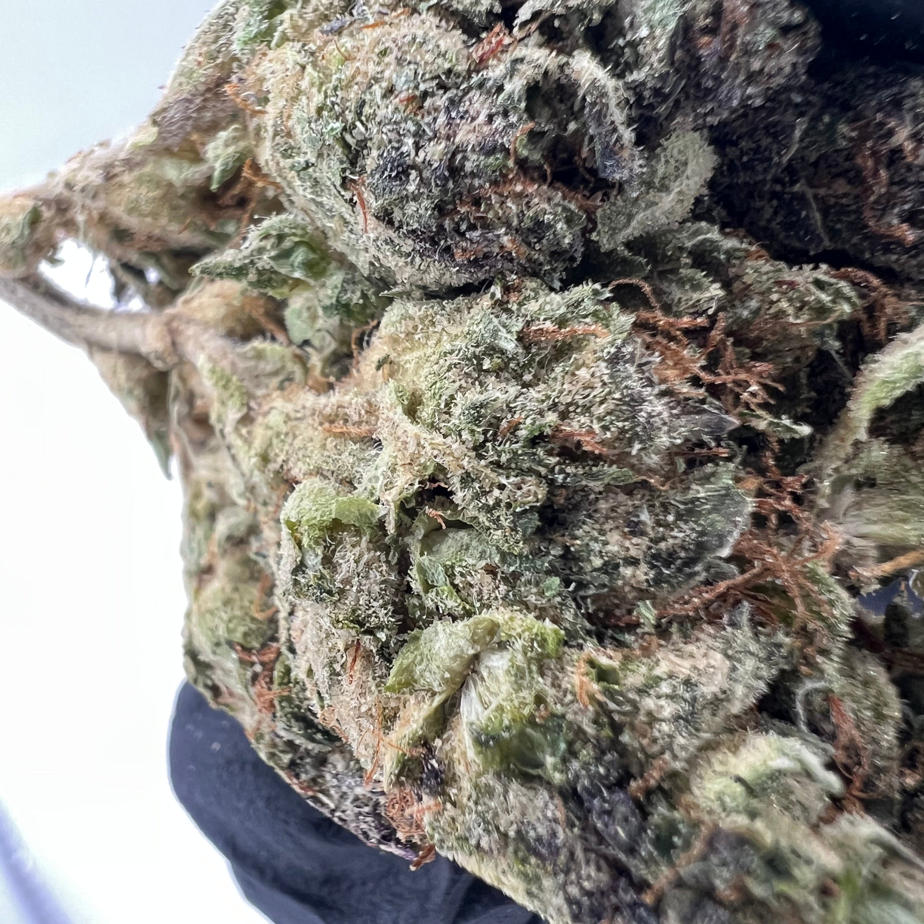 Big Bear Piney OG: variedad de cannabis de primera calidad