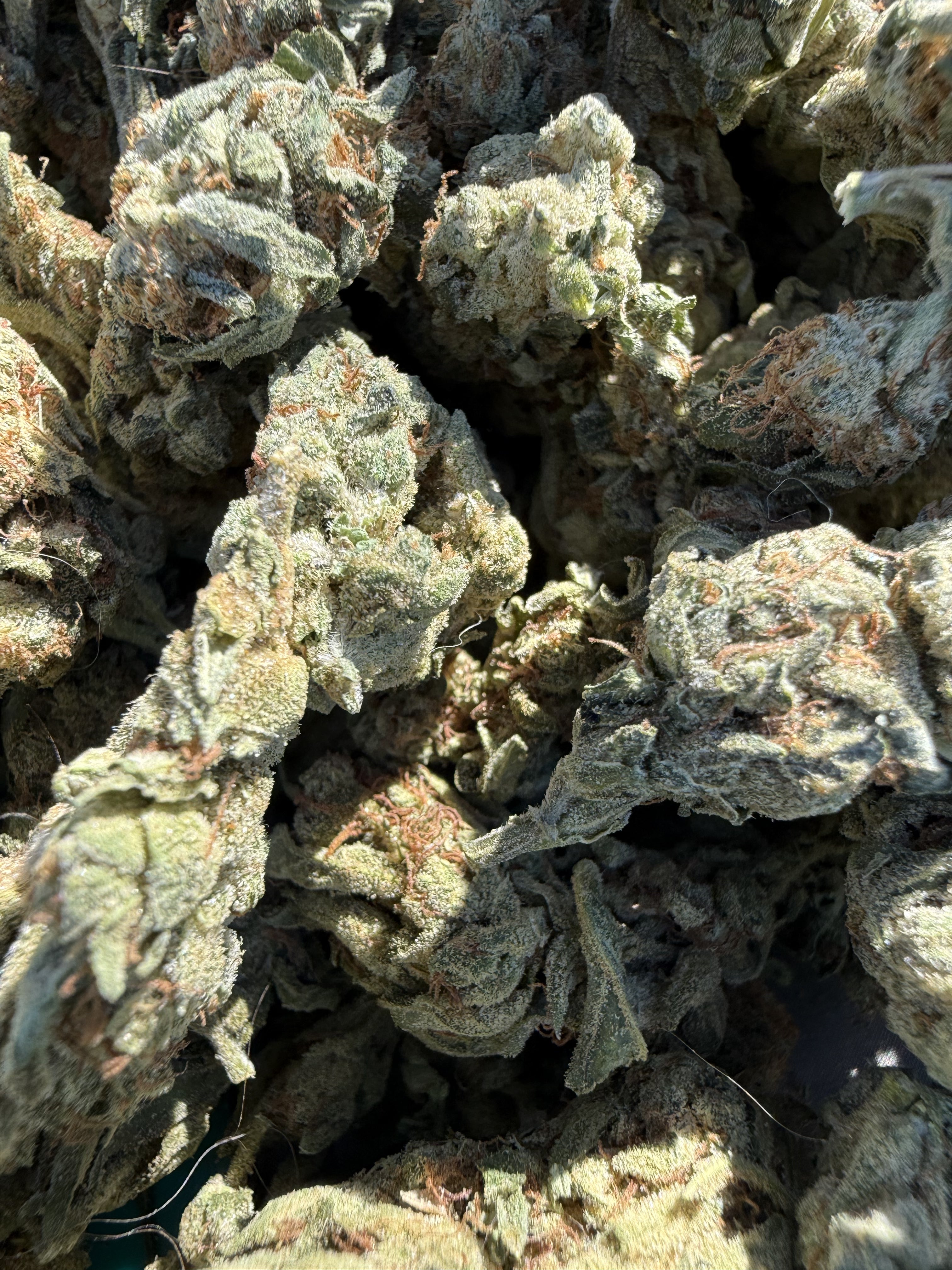 Northern Lights – Indica-Dominant Hybrid (Craft Collection)