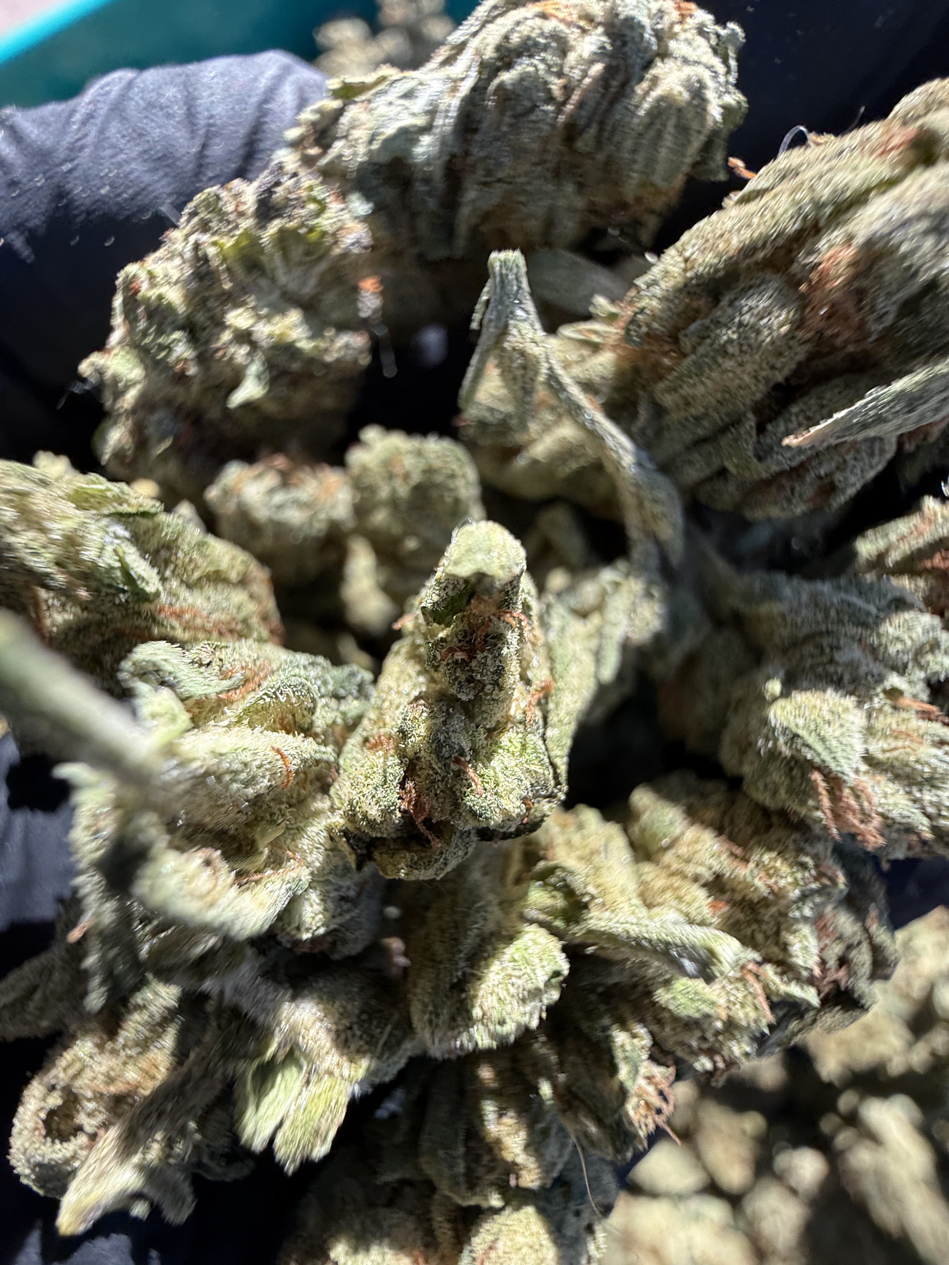 Northern Lights – Indica-Dominant Hybrid (Craft Collection)