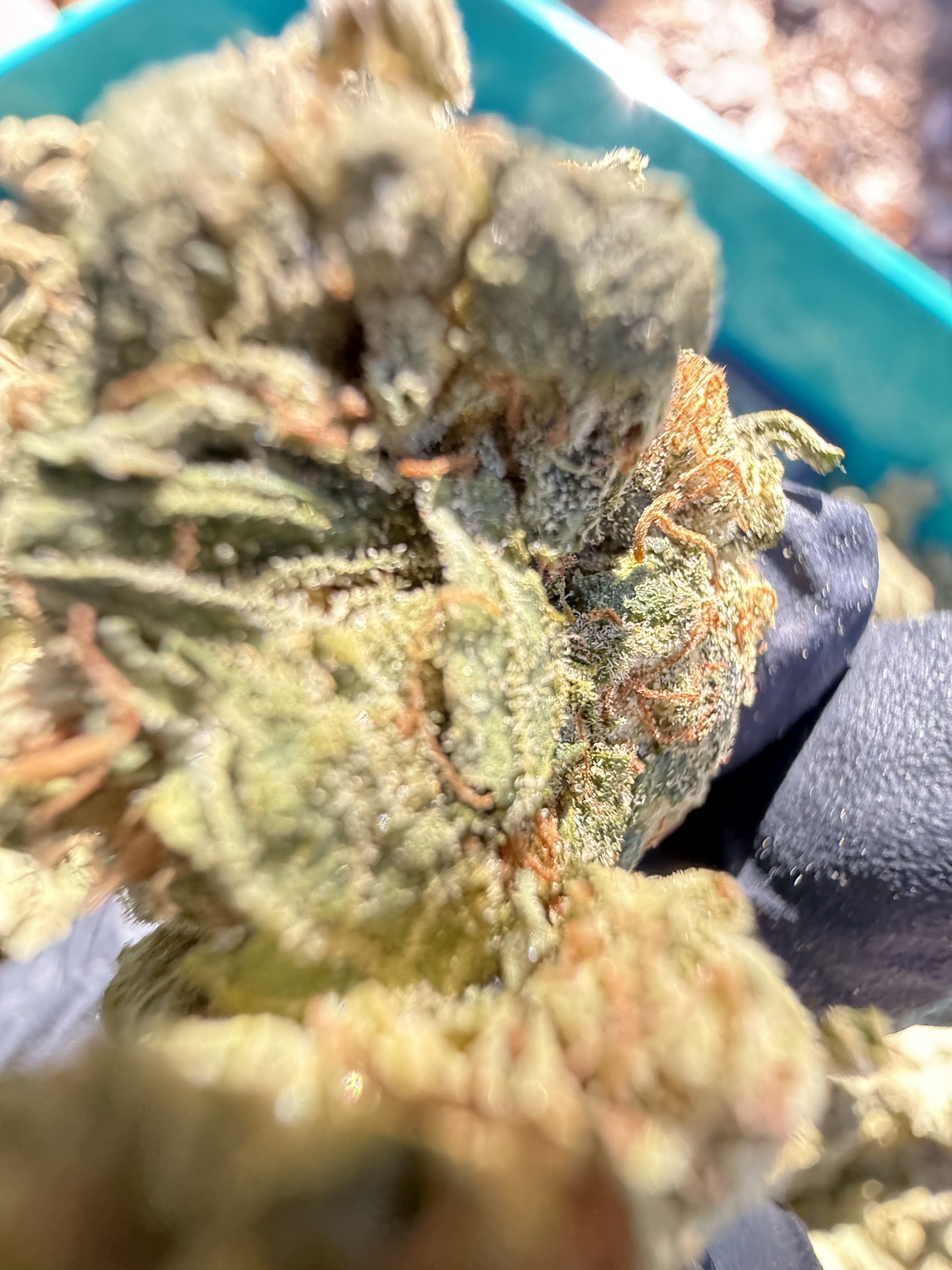 Northern Lights – Indica-Dominant Hybrid (Craft Collection)