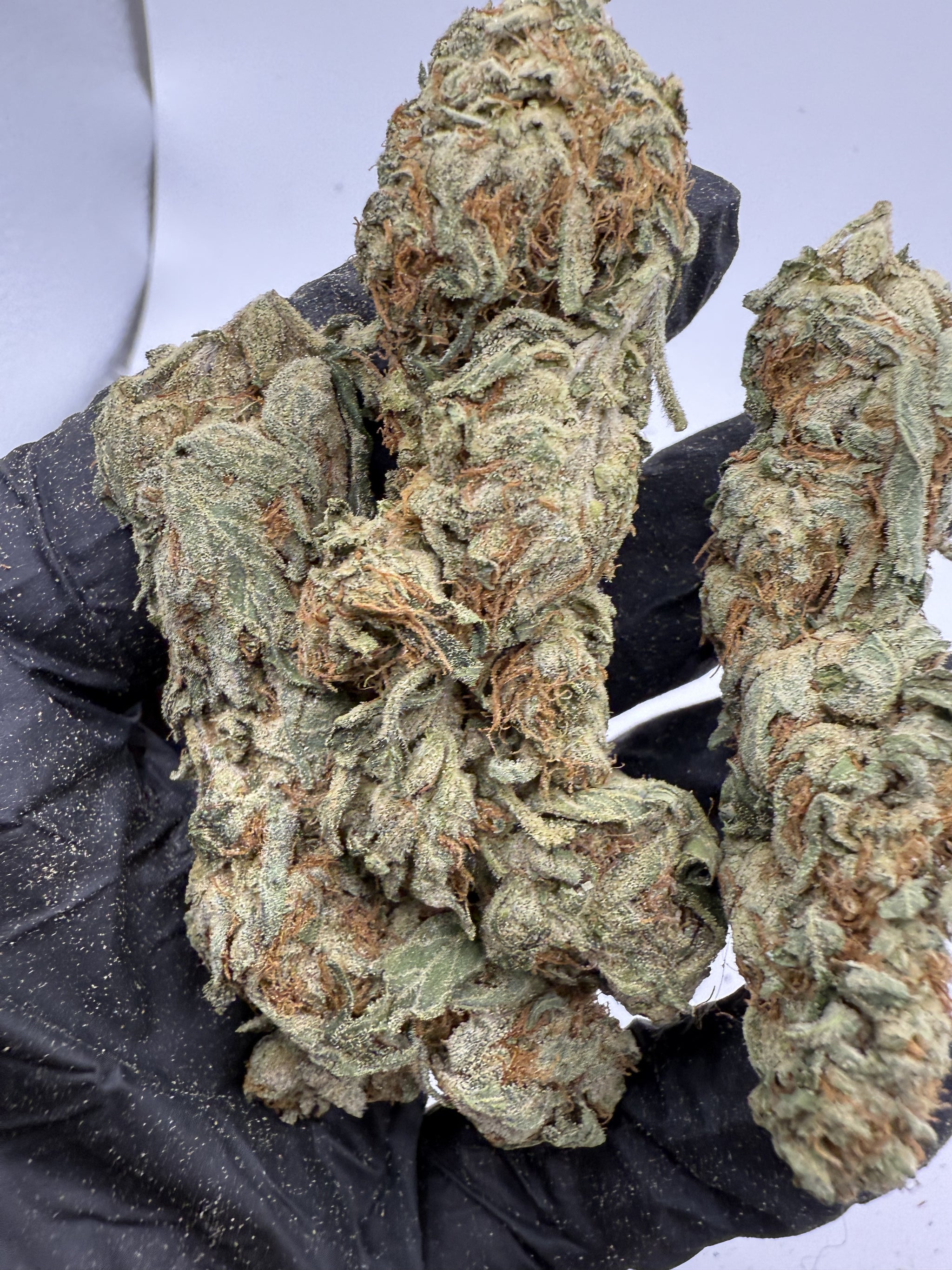 Northern Lights – Indica-Dominant Hybrid (Craft Collection)