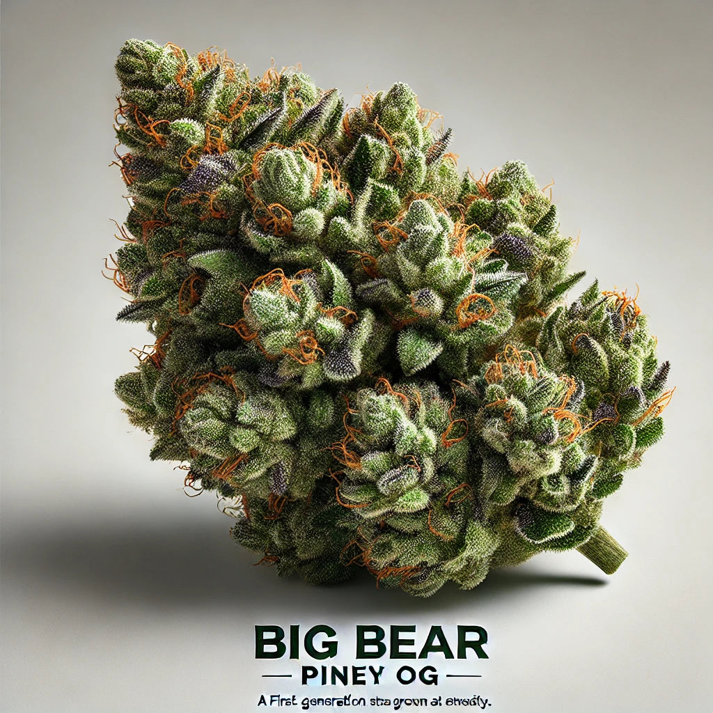 Big Bear Piney OG top-shelf cannabis strain with dense, frosty buds featuring earthy and citrus aromas, available at BudZoom.