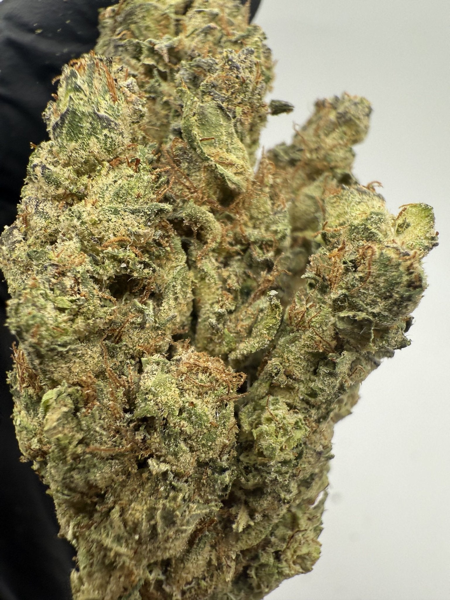 Obama Kush – Indica - Dominant Hybrid (Craft Collection) - BudZoom